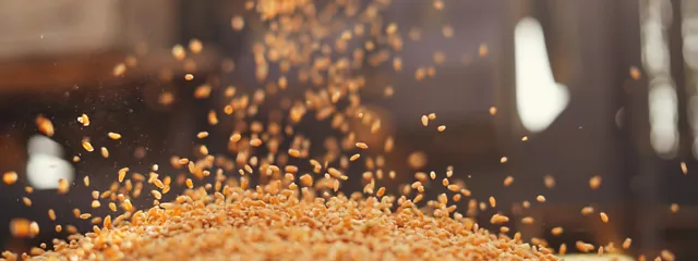 Getreide (Weizen) fällt auf einen Haufen Getreide (Weizen) fällt auf einen Haufen