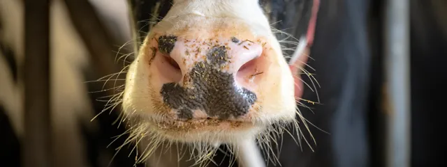 Nahaufnahme Rindermaul Nahaufnahme Rindermaul