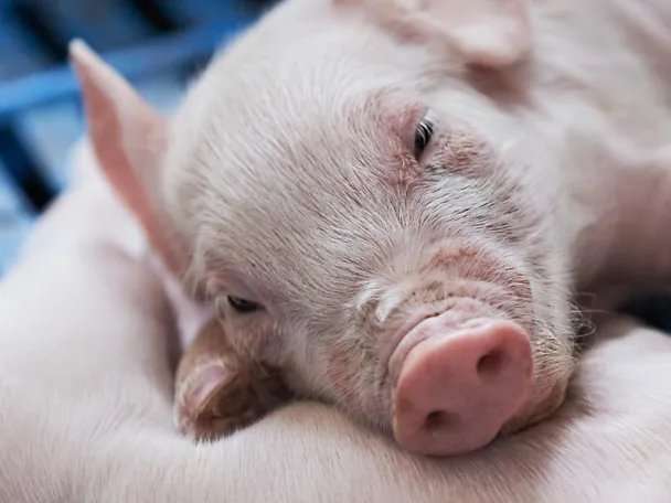 Schlafendes Ferkel Schlafendes Ferkel