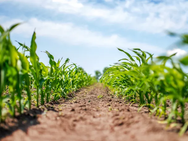 Junge Maispflanzen im Feld Junge Maispflanzen im Feld