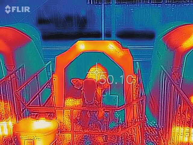 Cielę w igloo latem Cielę w igloo latem