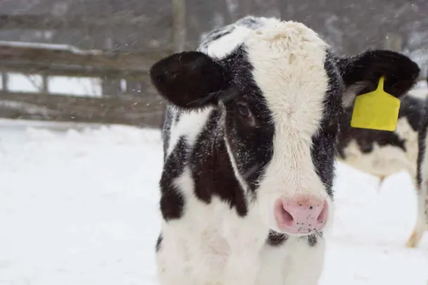 Cielę w śniegu Cielę w śniegu