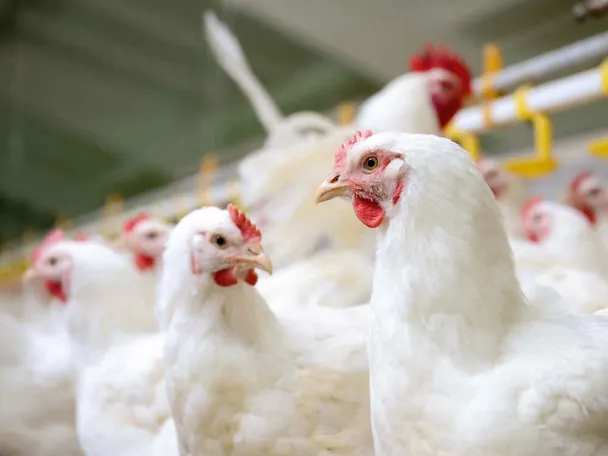 Kury nioski Kury nioski