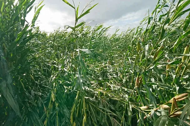 Szkody w roślinach kukurydzy Szkody w roślinach kukurydzy