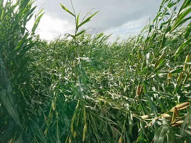 Szkody w roślinach kukurydzy Szkody w roślinach kukurydzy