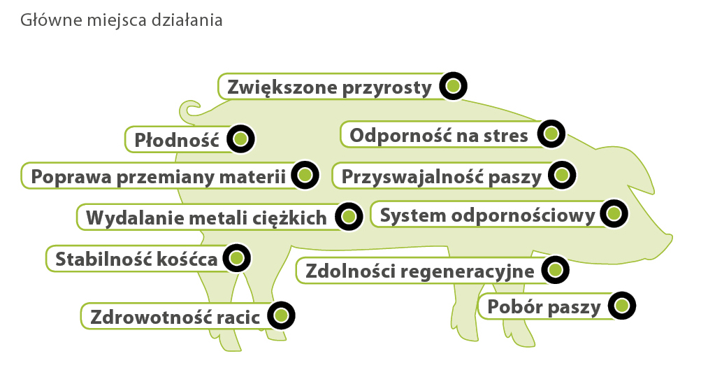 Główne miejsce działania Główne miejsce działania