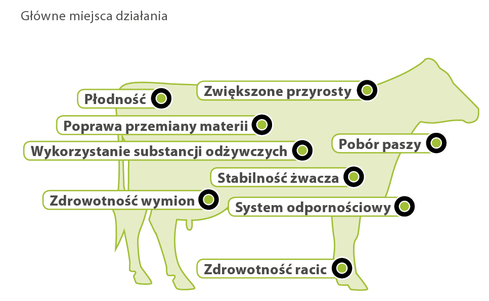 AMINOTRACE u bydła AMINOTRACE u bydła