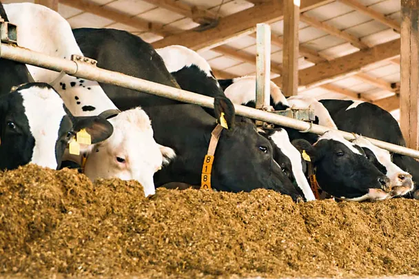 Krowy mleczne przy stole paszowym Krowy mleczne przy stole paszowym