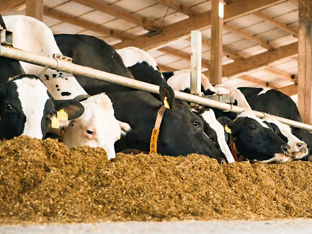 Krowy mleczne przy stole paszowym Krowy mleczne przy stole paszowym