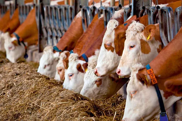 Bydło przy stole paszowym Bydło przy stole paszowym