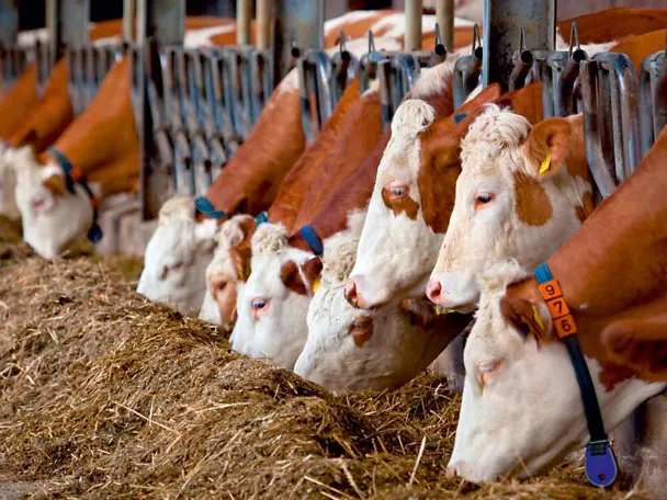 Bydło przy stole paszowym Bydło przy stole paszowym