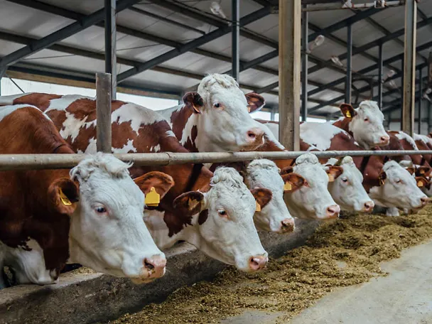 Bydło przy stole paszowym Bydło przy stole paszowym