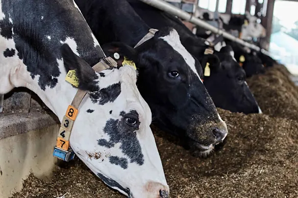 Krowy przy stole paszowym Krowy przy stole paszowym