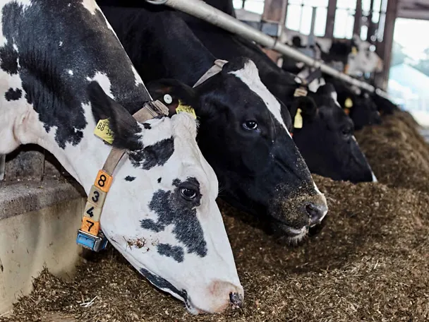 Krowy przy stole paszowym Krowy przy stole paszowym