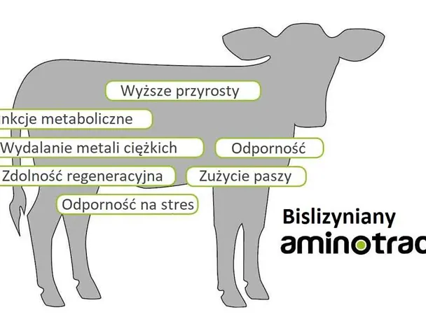 Jak działa AMINOTRACE u cieląt Jak działa AMINOTRACE u cieląt