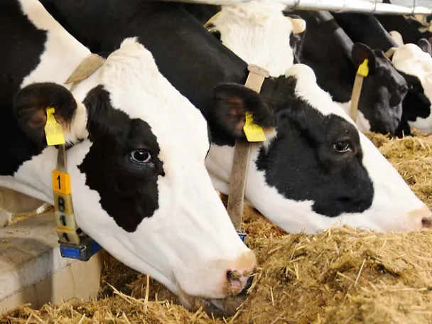 Krowy przy stole paszowym Krowy przy stole paszowym