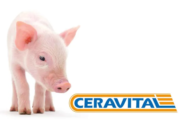 CERAVITAL w odchowie prosiąt CERAVITAL w odchowie prosiąt
