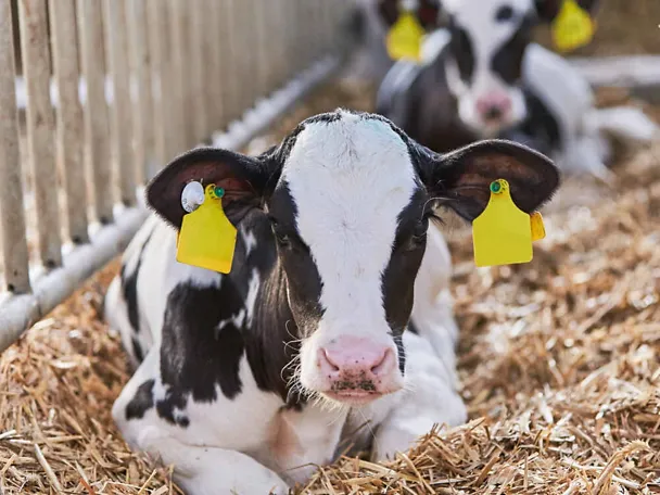 Cielę na słomie Cielę na słomie