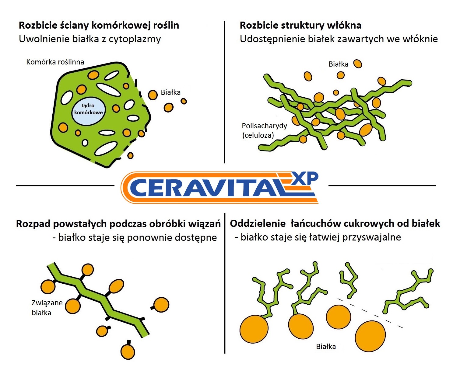 Poczwórne działanie CERAVITAL-u XP Poczwórne działanie CERAVITAL-u XP