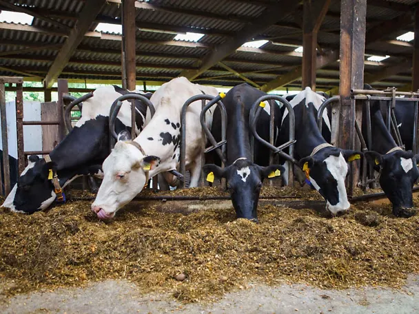 Krowy mleczne przy stole paszowym Krowy mleczne przy stole paszowym