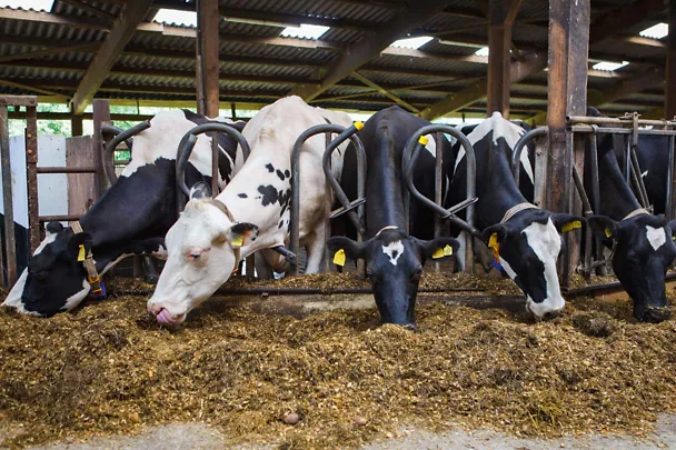 Krowy mleczne przy stole paszowym Krowy mleczne przy stole paszowym