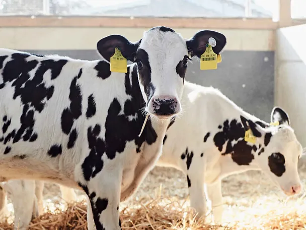 Cielę na sianie Cielę na sianie