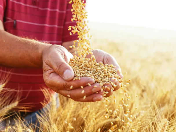 Zboże w rękach Zboże w rękach