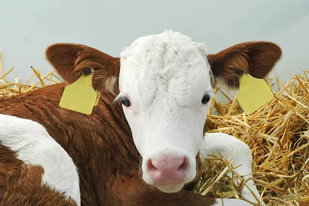 Cielę na słomie Cielę na słomie