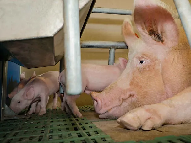 Locha i prosię ssące Locha i prosię ssące