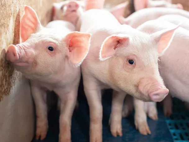 Odsadzane prosięta Odsadzane prosięta