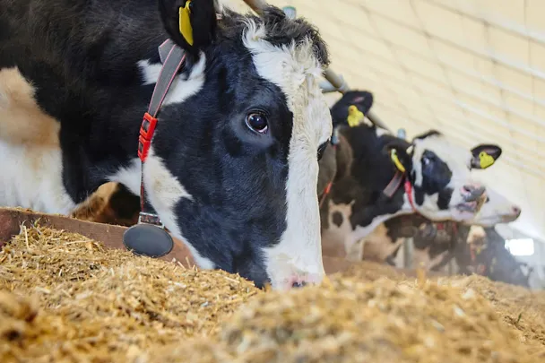 Kuh am Futtertisch Kuh am Futtertisch