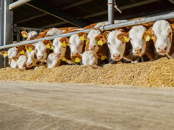 Opasy przy stole paszowym Opasy przy stole paszowym