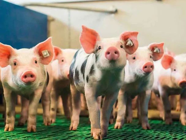 SCHAUMA PRO TAB dla wzmocnienia statusu zdrowotnego prosiąt SCHAUMA PRO TAB dla wzmocnienia statusu zdrowotnego prosiąt