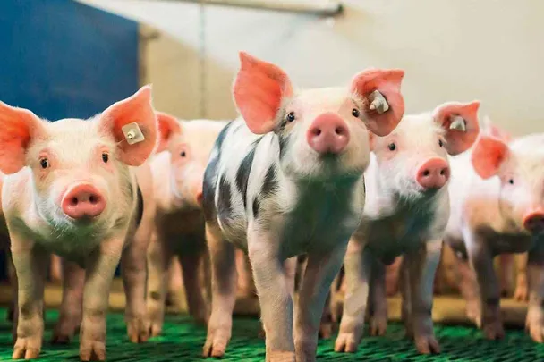 SCHAUMA PRO TAB wspomaga zdrowie odsadzanych prosiąt SCHAUMA PRO TAB wspomaga zdrowie odsadzanych prosiąt