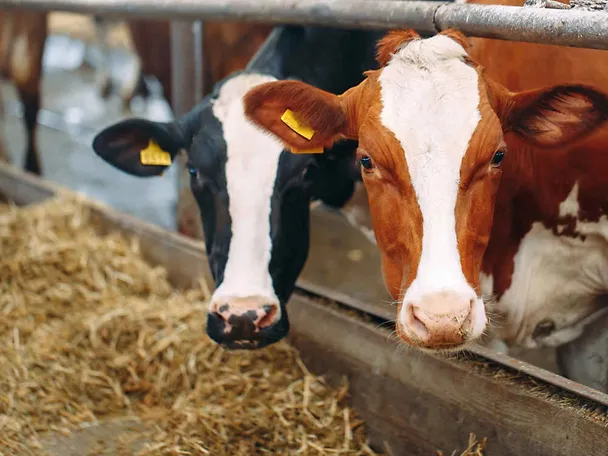 Krowy przy stole paszowym Krowy przy stole paszowym