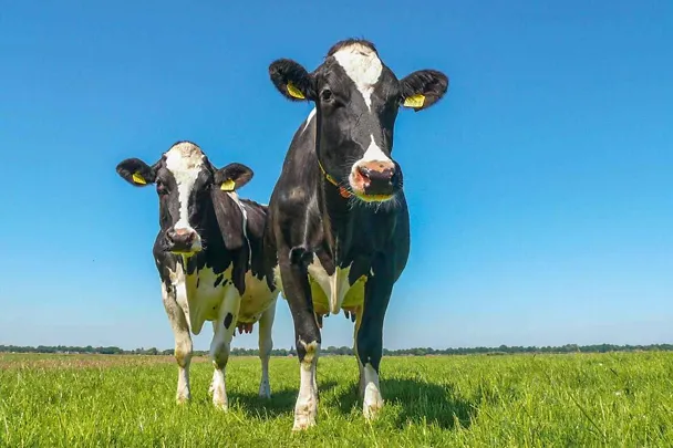 Stabilna wydajność mleczna latem z RINDAMIN BP Stabilna wydajność mleczna latem z RINDAMIN BP