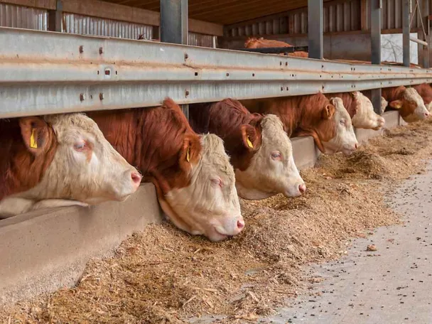 Opasy przy korycie Opasy przy korycie