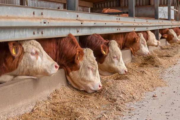 Mastbullen fressen am Trog Mastbullen fressen am Trog