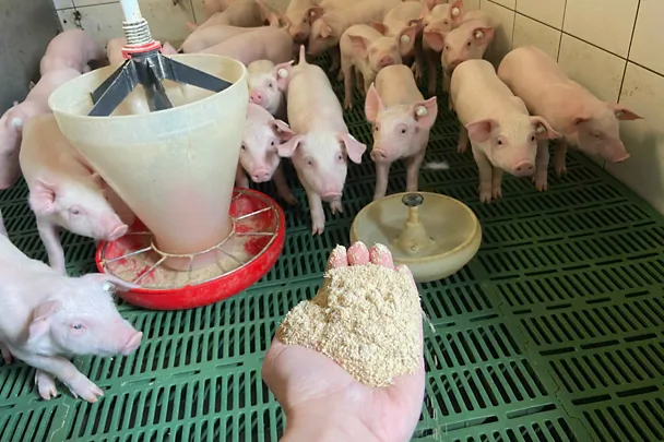 Hand reicht Ferkeln Futter Hand reicht Ferkeln Futter