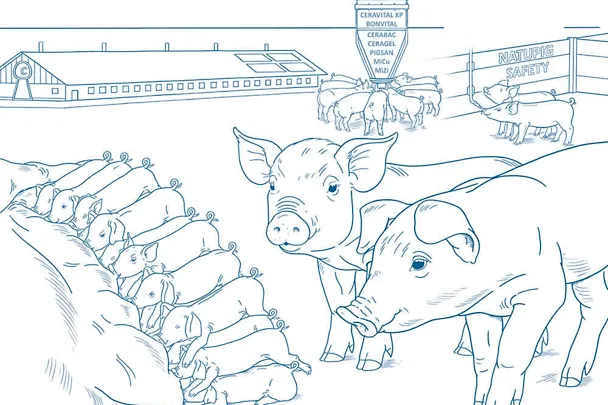 Odchów prosiąt z konceptem SCHAUMANN-a Odchów prosiąt z konceptem SCHAUMANN-a