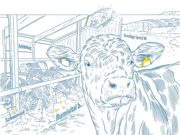 Żywienie opasów z konceptem SCHAUMANNA Żywienie opasów z konceptem SCHAUMANNA