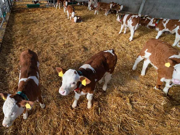 Odchów młodego bydła w oborze Odchów młodego bydła w oborze